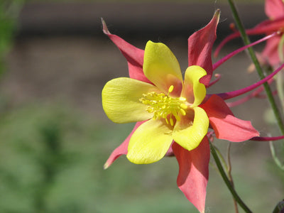 Grow unique columbine blooms in your native garden
