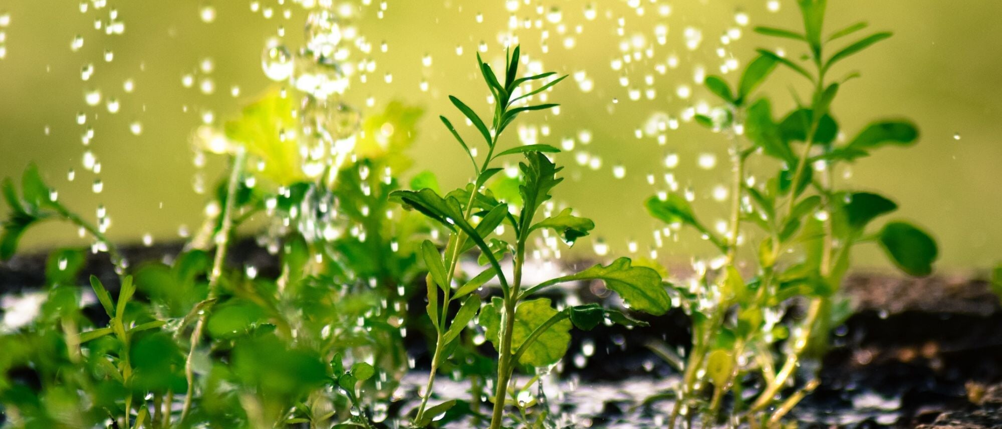 flower seed starts being watered in fiber pot