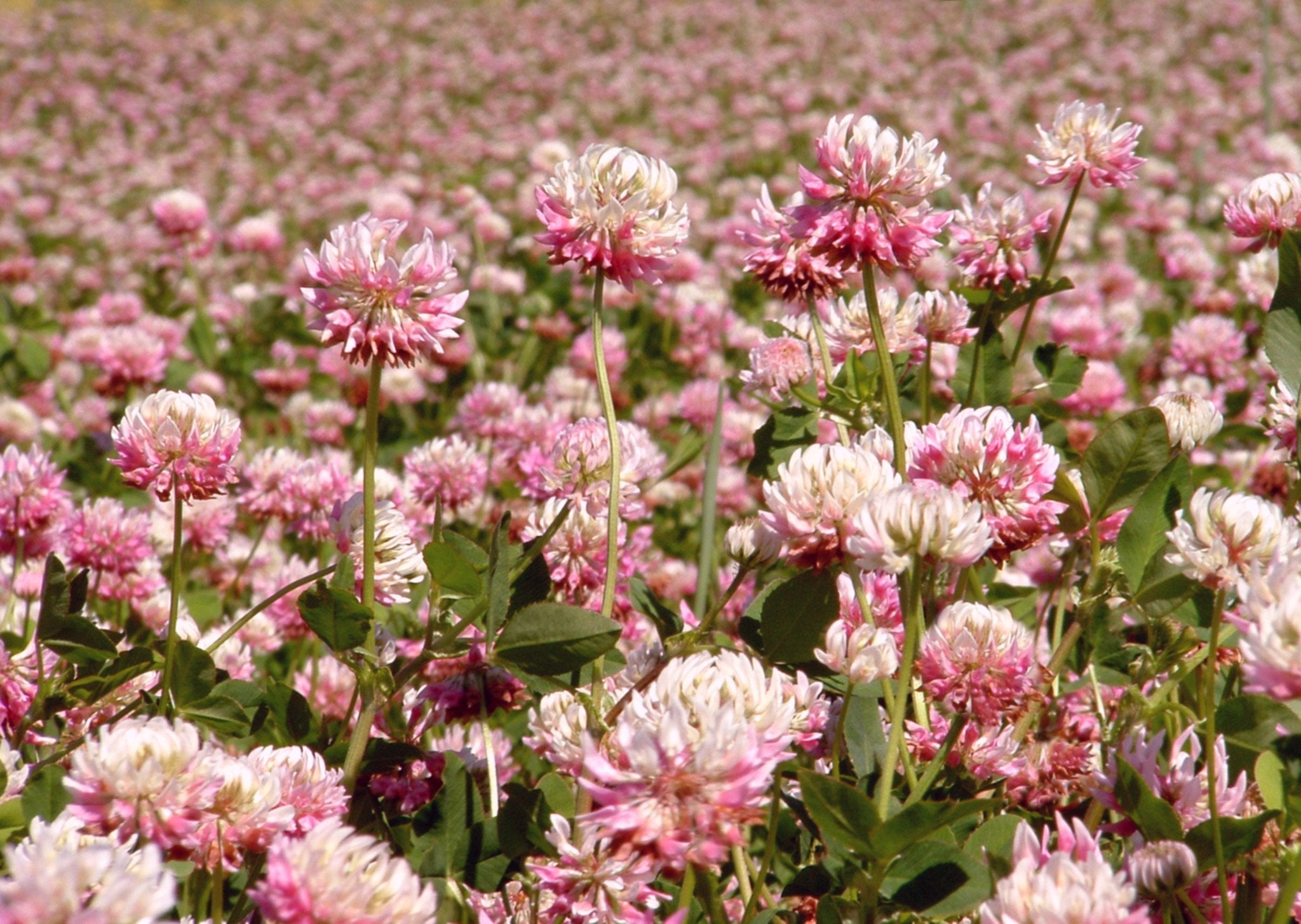 nitrogen fixing clover cover crop to grow