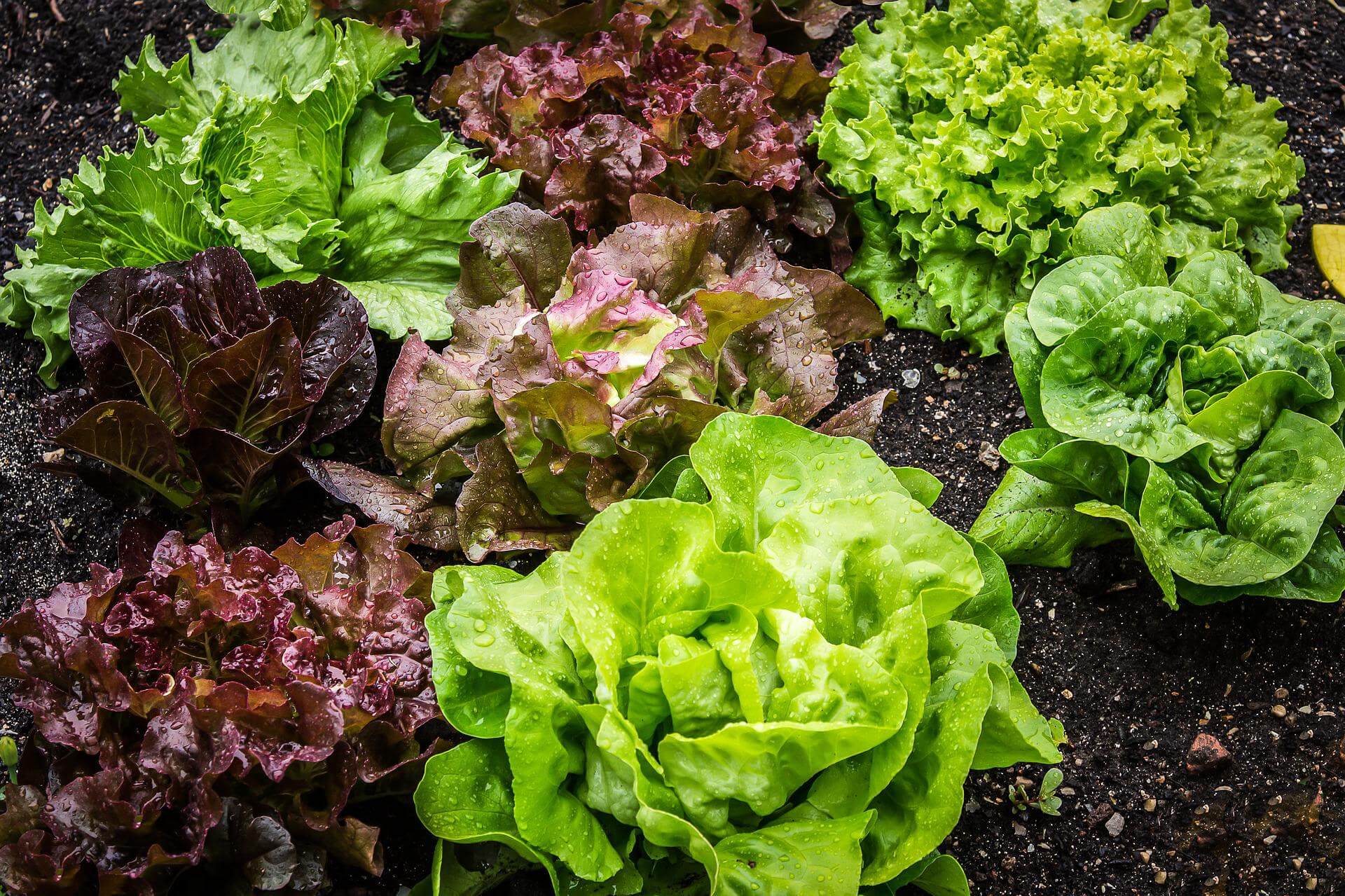 Crunchy fresh lettuce ready to harvest