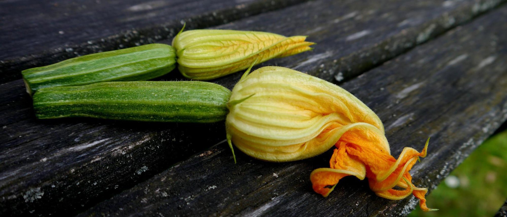 Grow your own zucchini squash in your garden