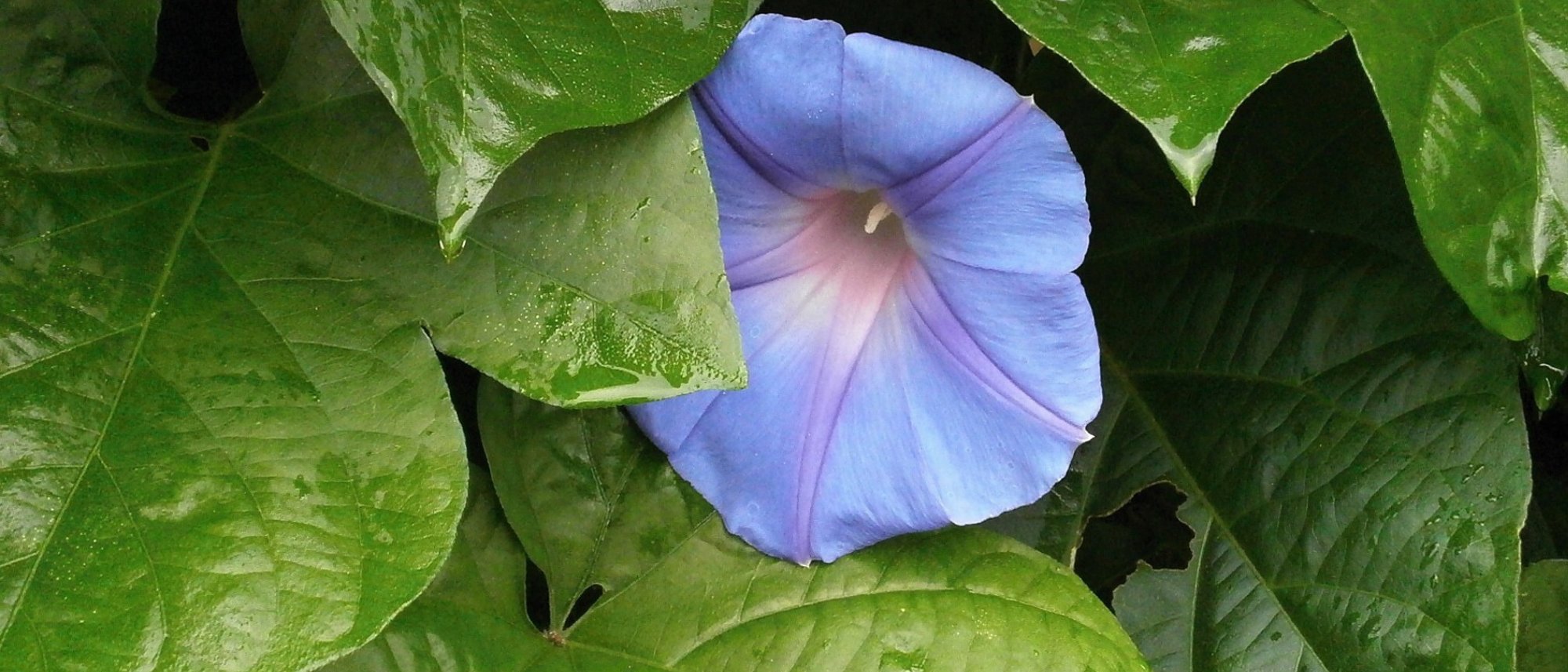 Grow this vining early day blooming flower