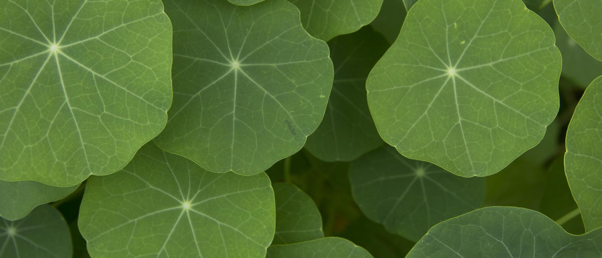 tasty nasturtium leaves for salad