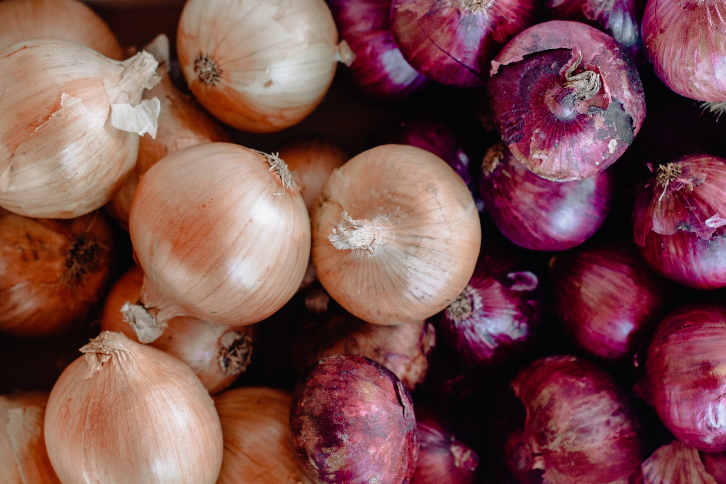 red, white, and green onion seeds for sale