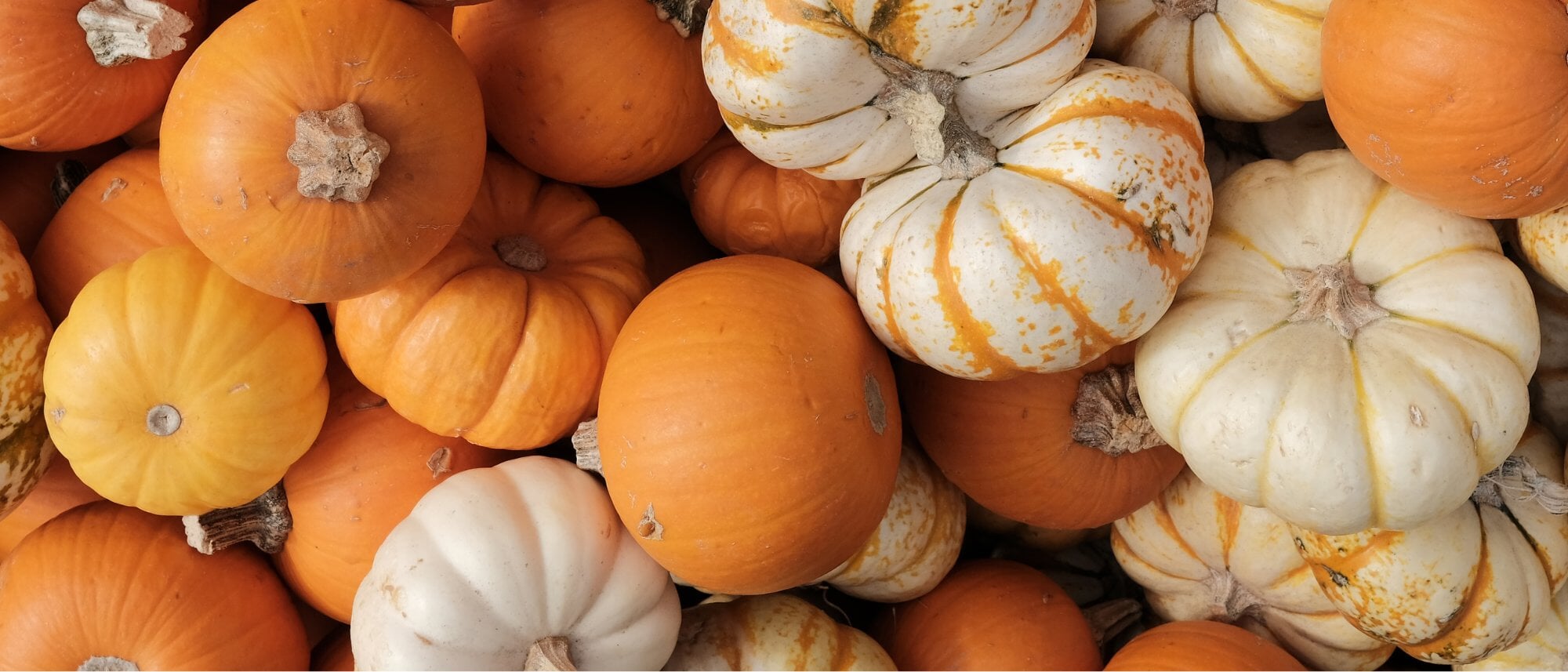 Grow different varieties of fall pumpkin squash