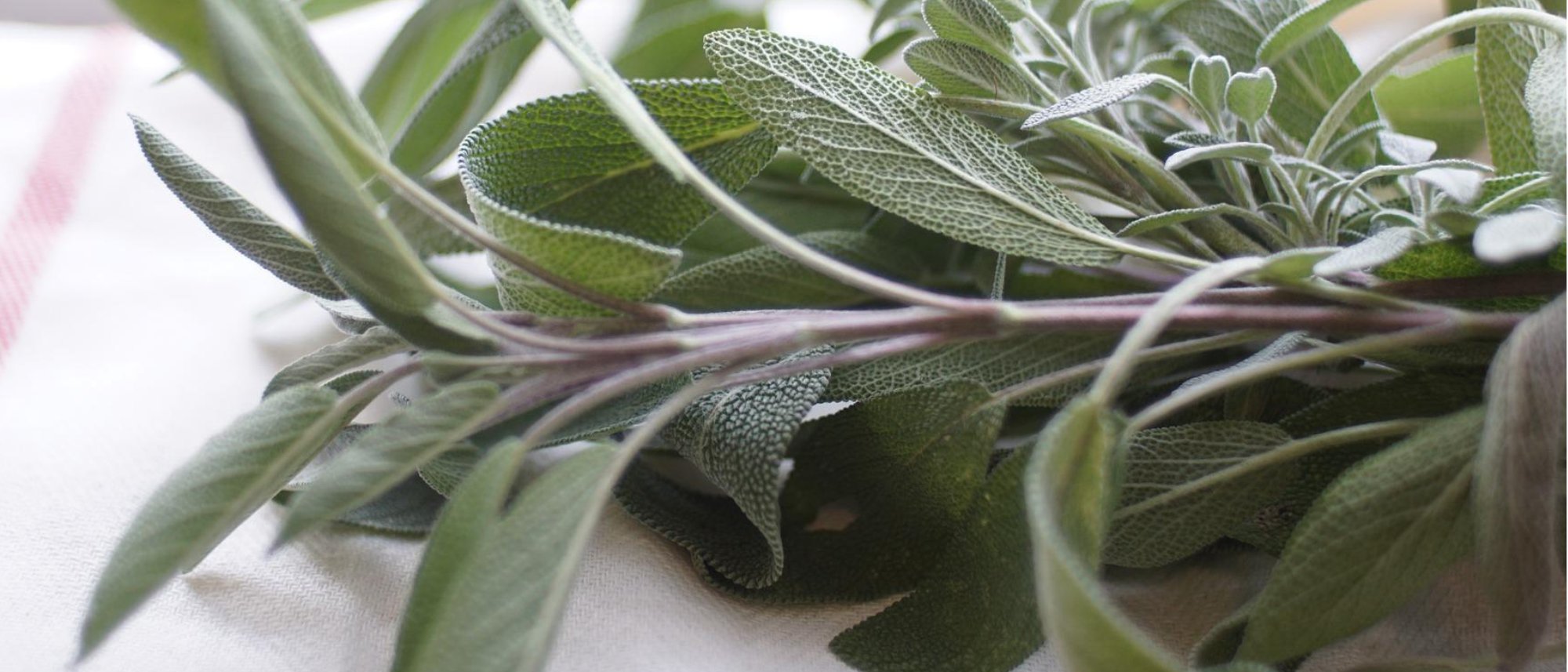 Grow sage for its various benefits