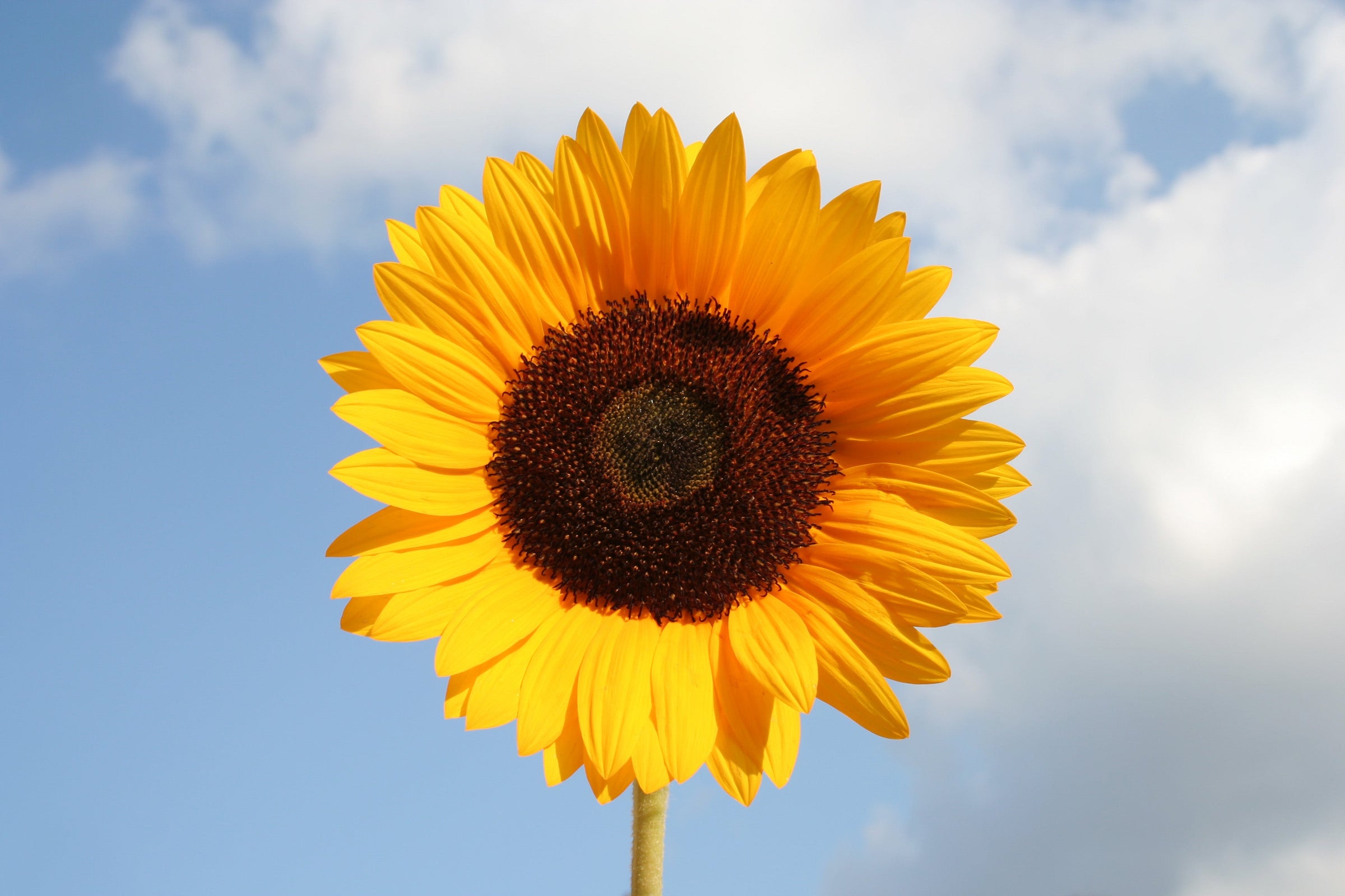 Huge yellow sunflower bloom