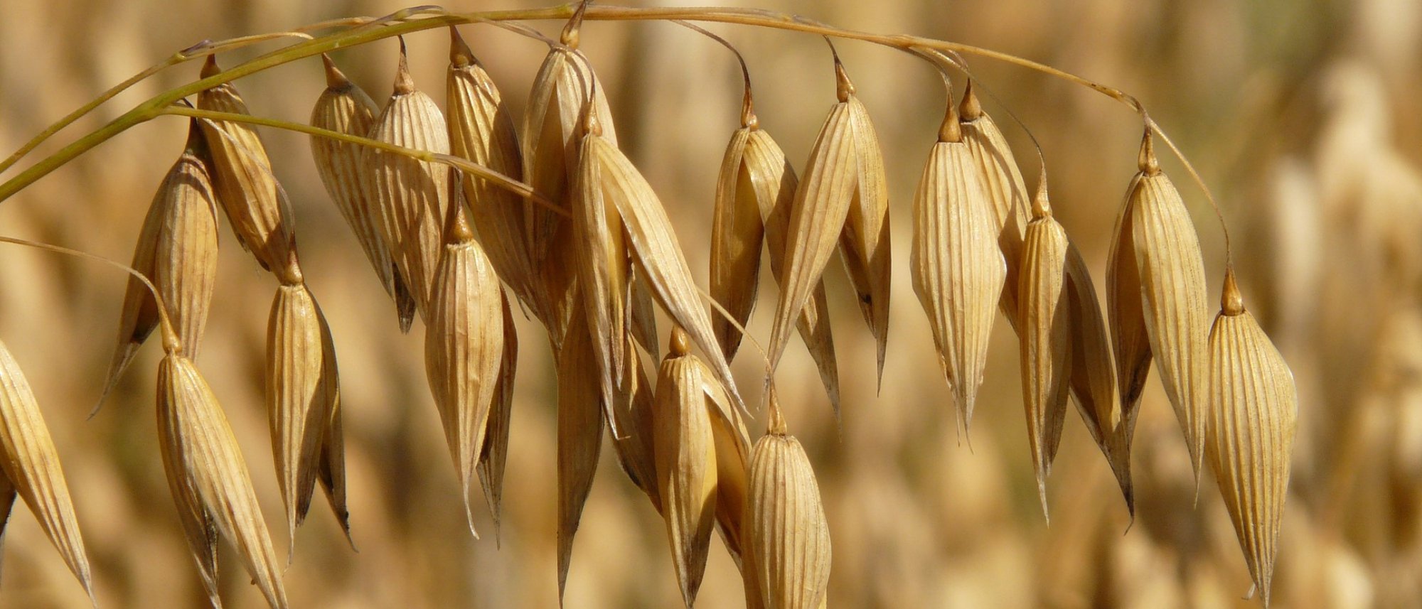 Oats growing in field as cover crops