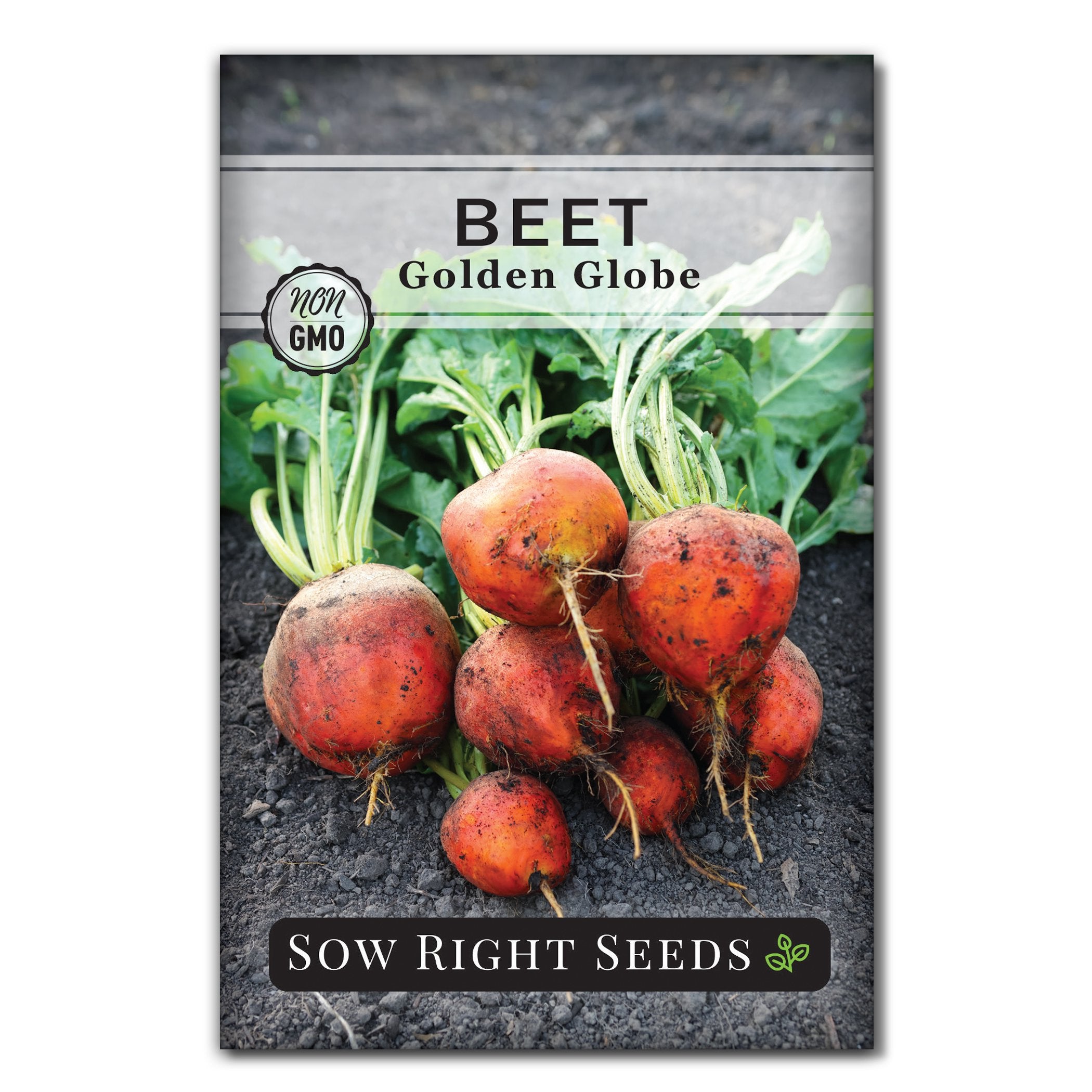 garden beet seeds Sow Right Seeds - Golden Globe Beet Seeds for Planting