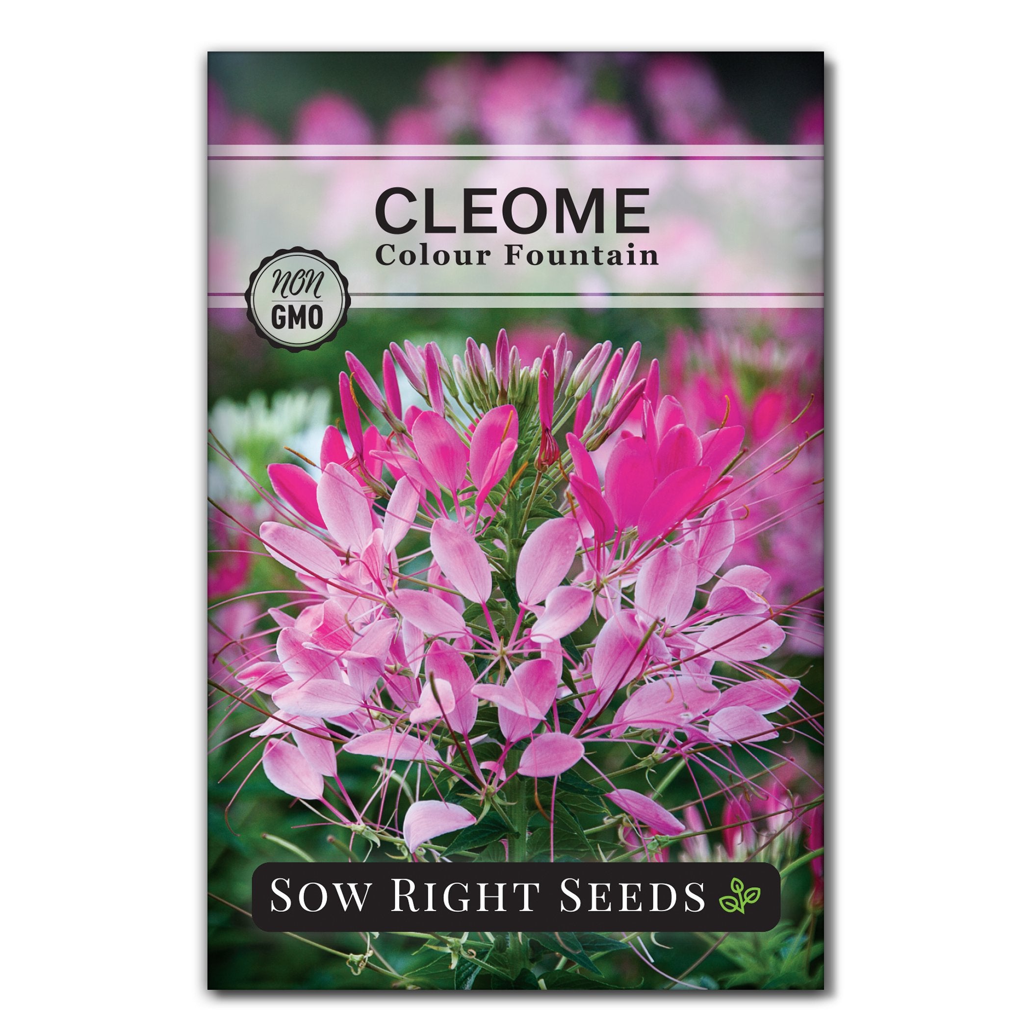 plant cleome seeds Colour Fountain Cleome