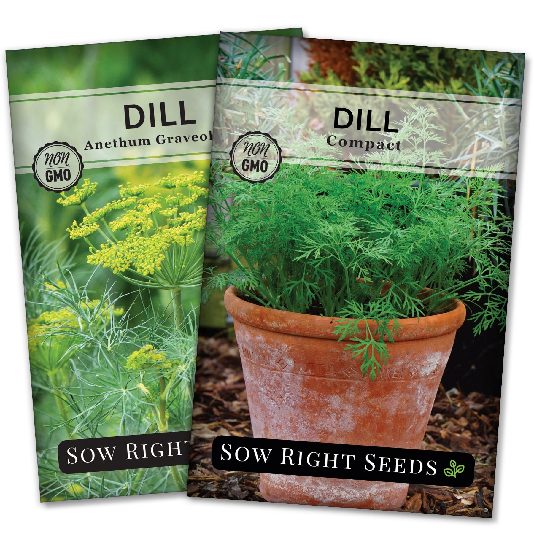 Dills Seed Collection Grow Pickling Herbs in Your Garden Sow Right