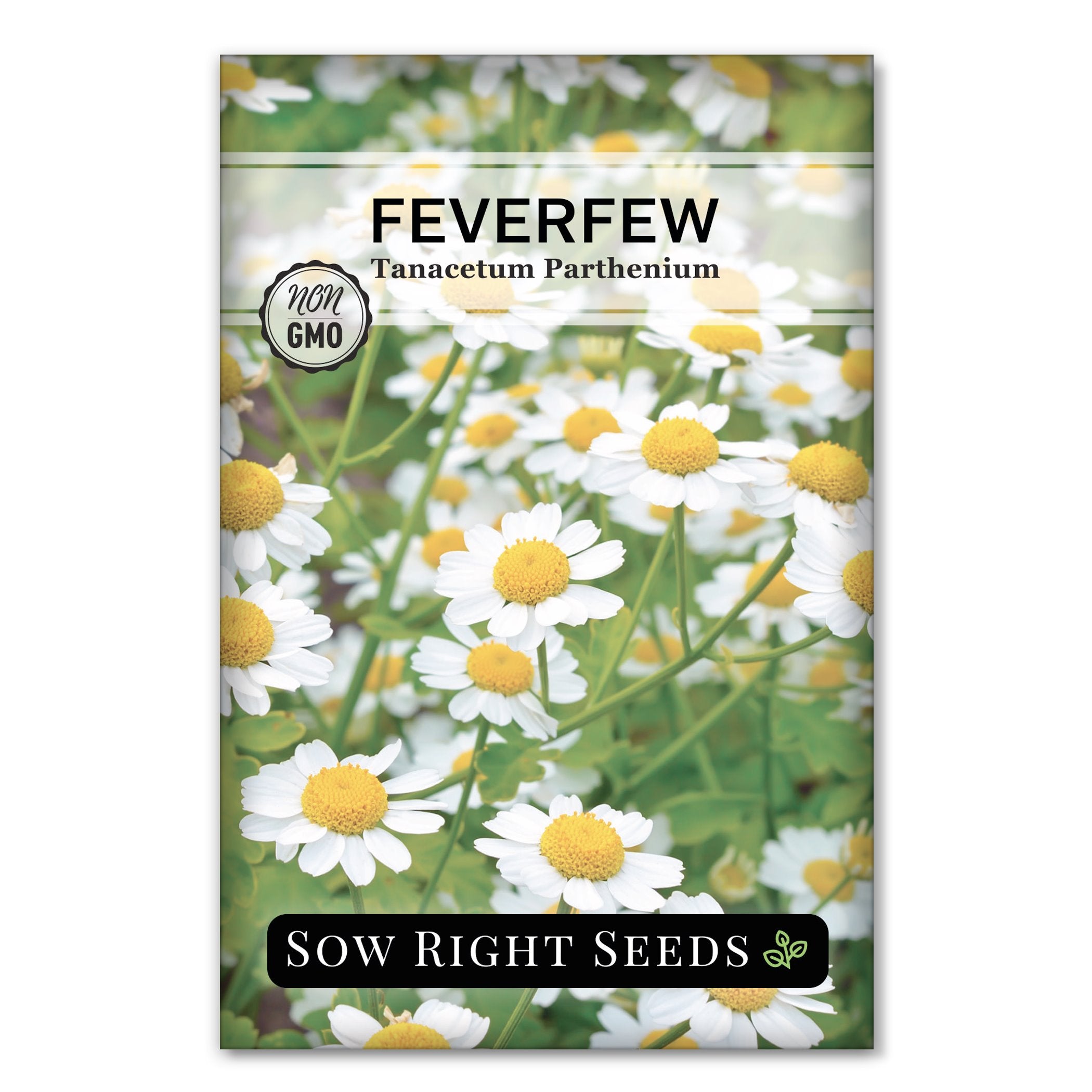 feverfew flower seeds Sow Right Seeds - Feverfew Seeds for Planting - Non-GMO Heirloom Packet with Instructions to Plant an Outdoor or Indoor Herb Garden