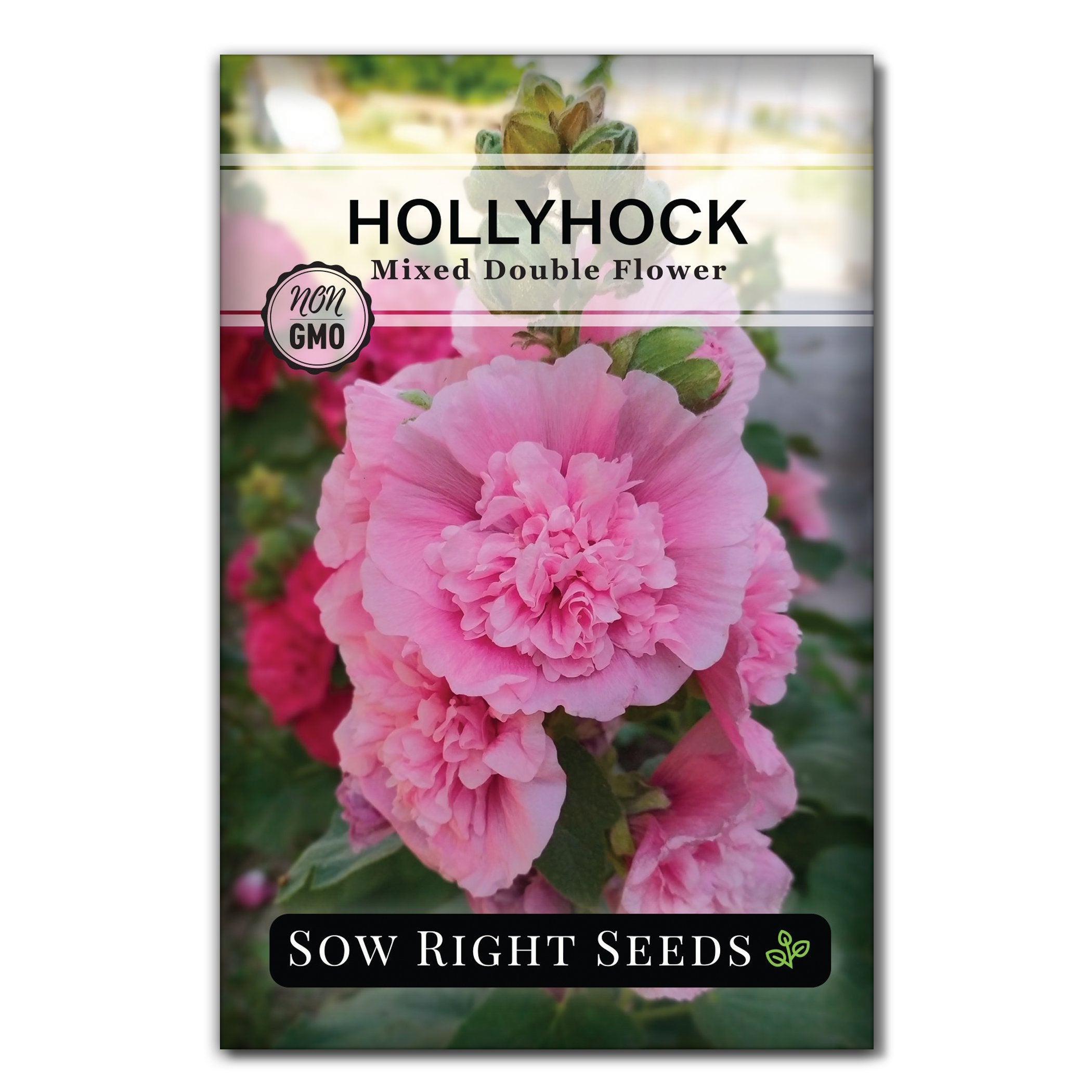 Double Flower Mixed Hollyhock