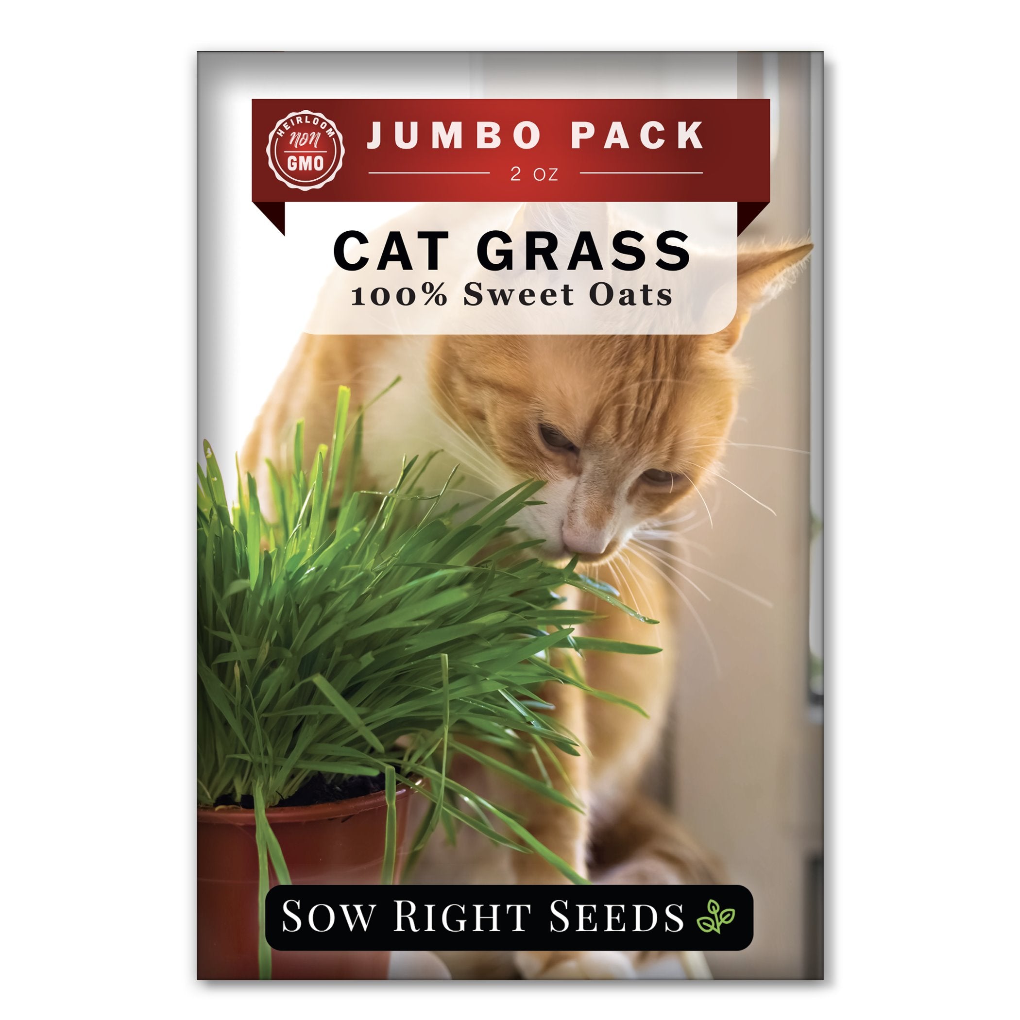 Bulk Cat Grass Seeds to Plant Pet Friendly Herb Seeds for Felines