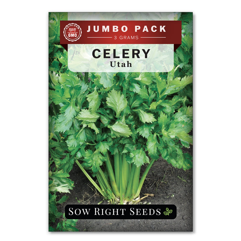 Bulk Utah Celery 3 Grams