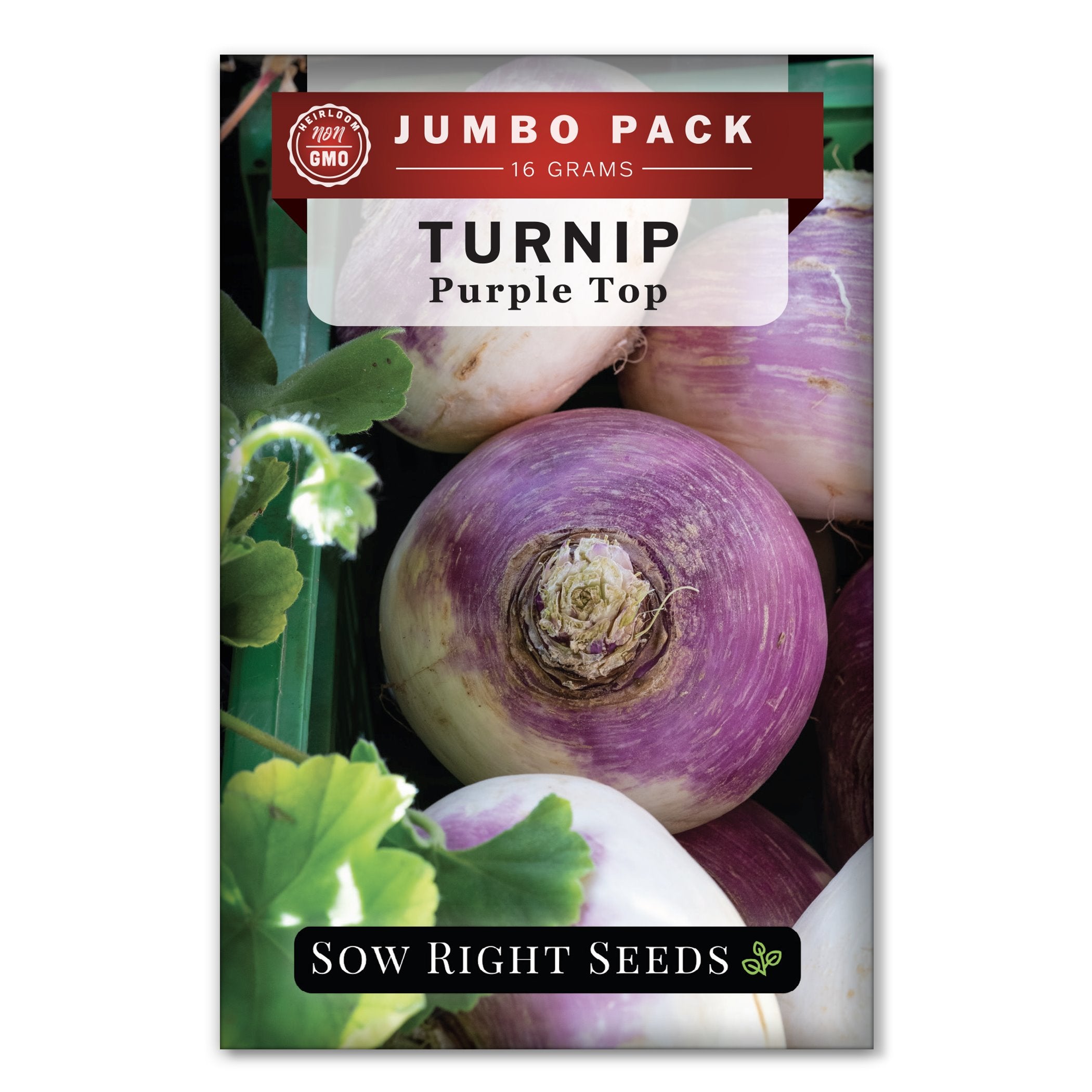 Bulk Purple Top Turnip Seeds for Planting Great Forage Crop Sow