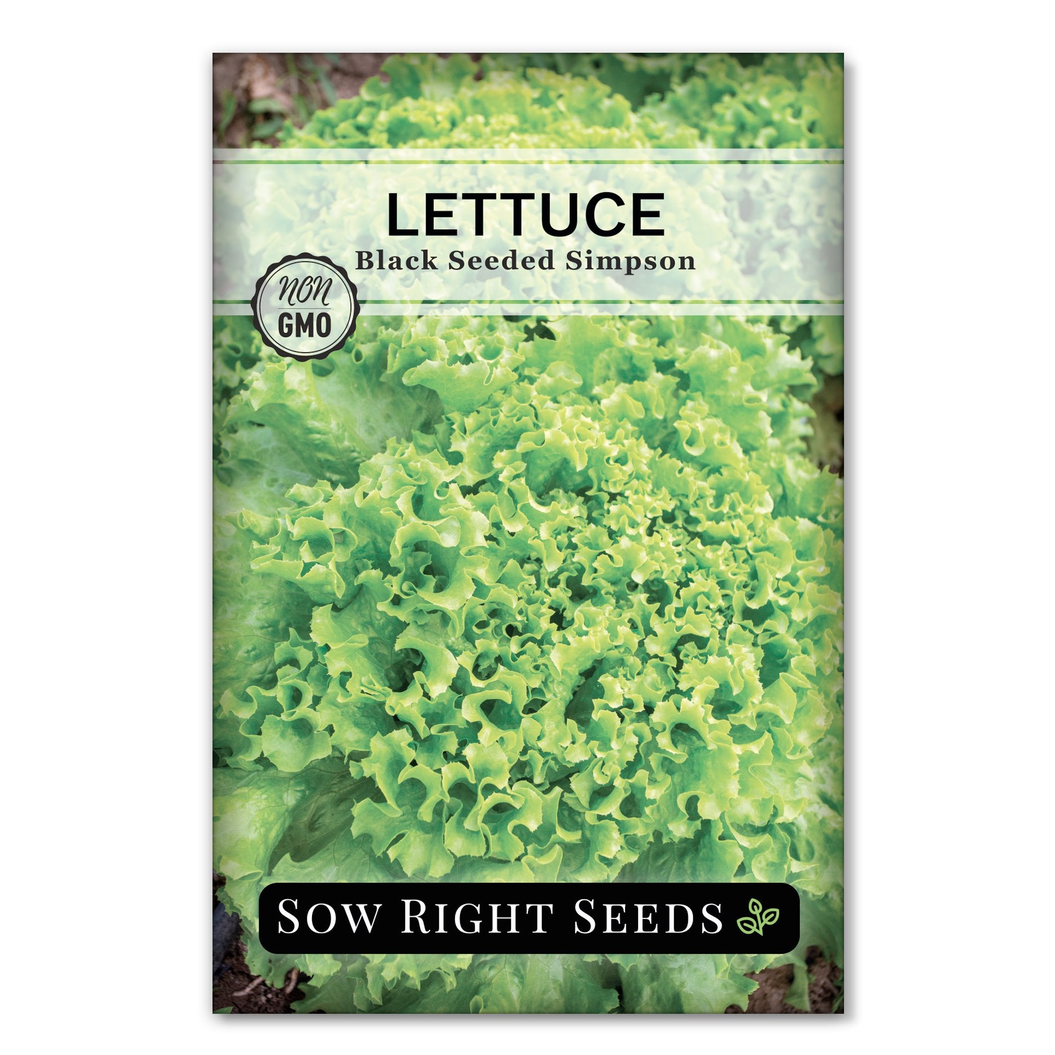 Black Seeded Simpson Lettuce Sow Right Seeds