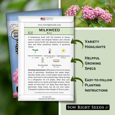 Rose Milkweed