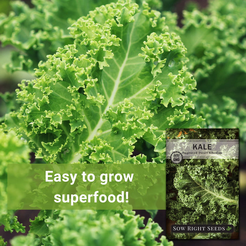 Dwarf Siberian Improved Kale