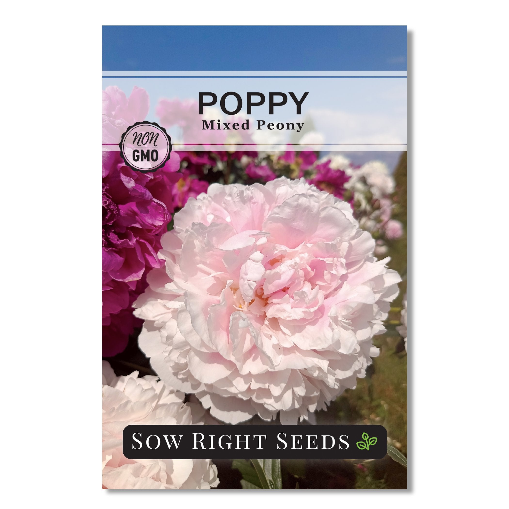 plant peony seeds Mixed Peony Poppy Seeds