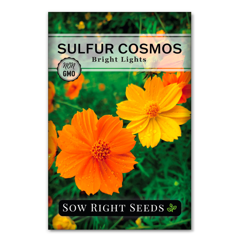Sulfur Bright Lights Cosmos