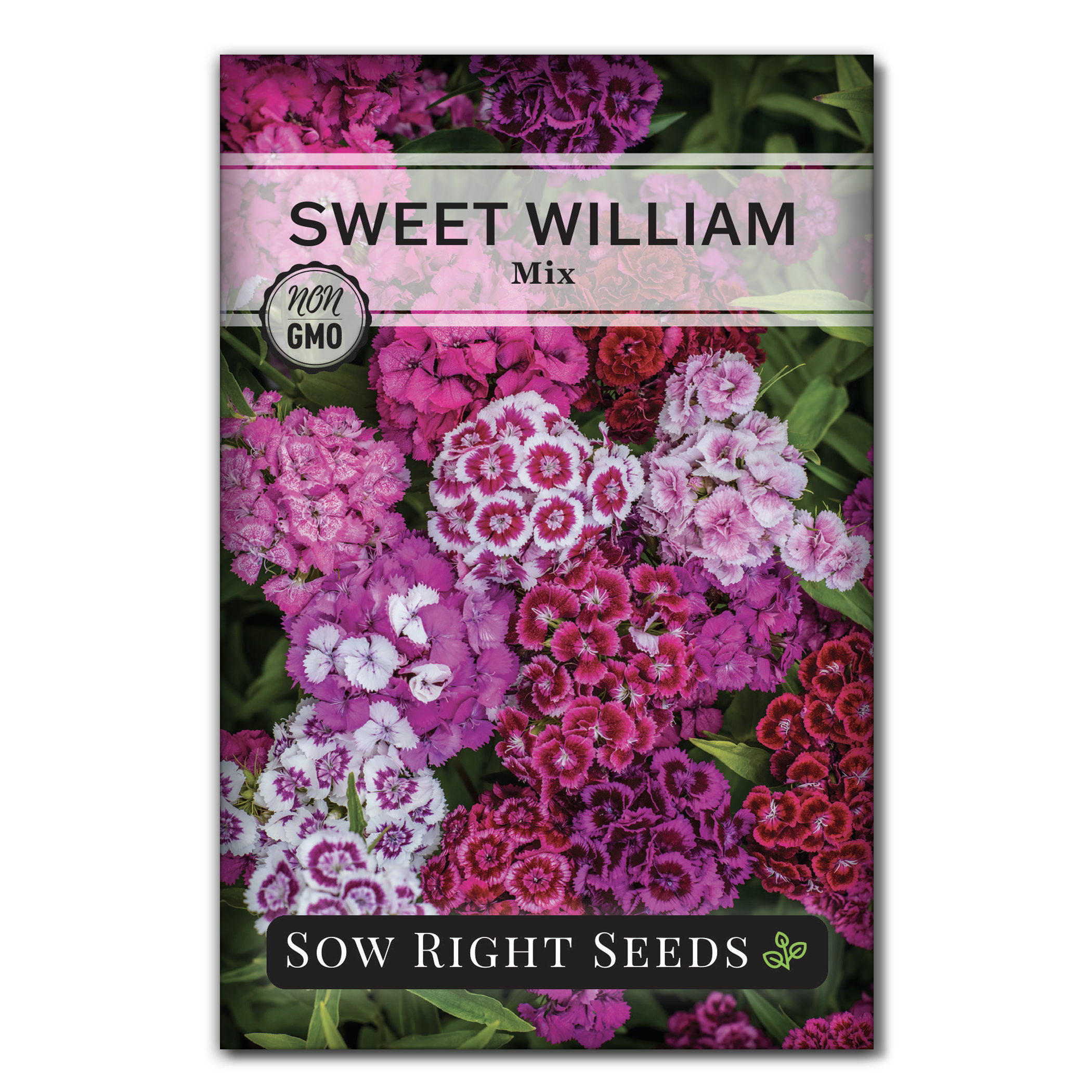 SweetWilliamMixFront.png?v=