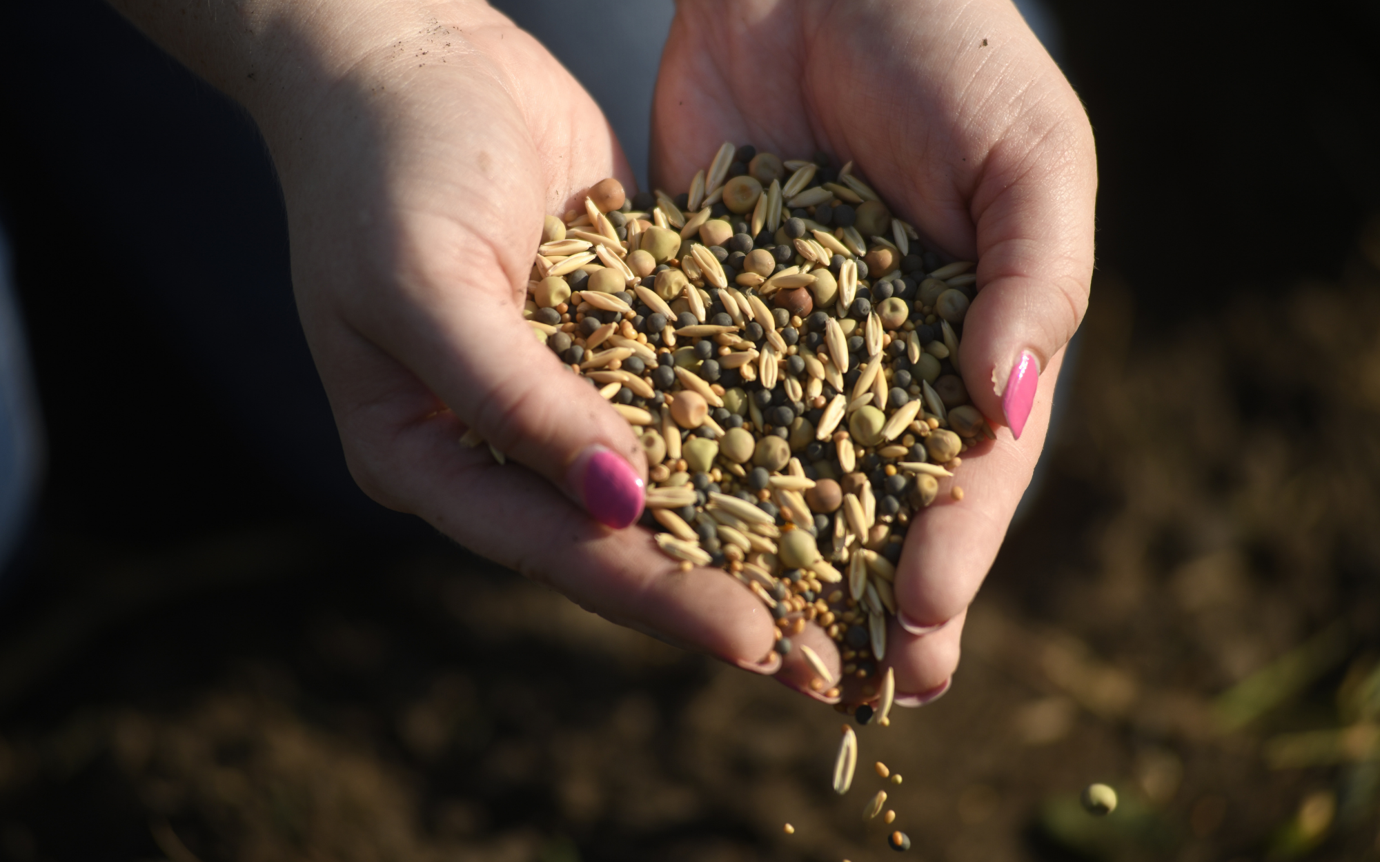Seeds shown in hands that are safe for you and your family