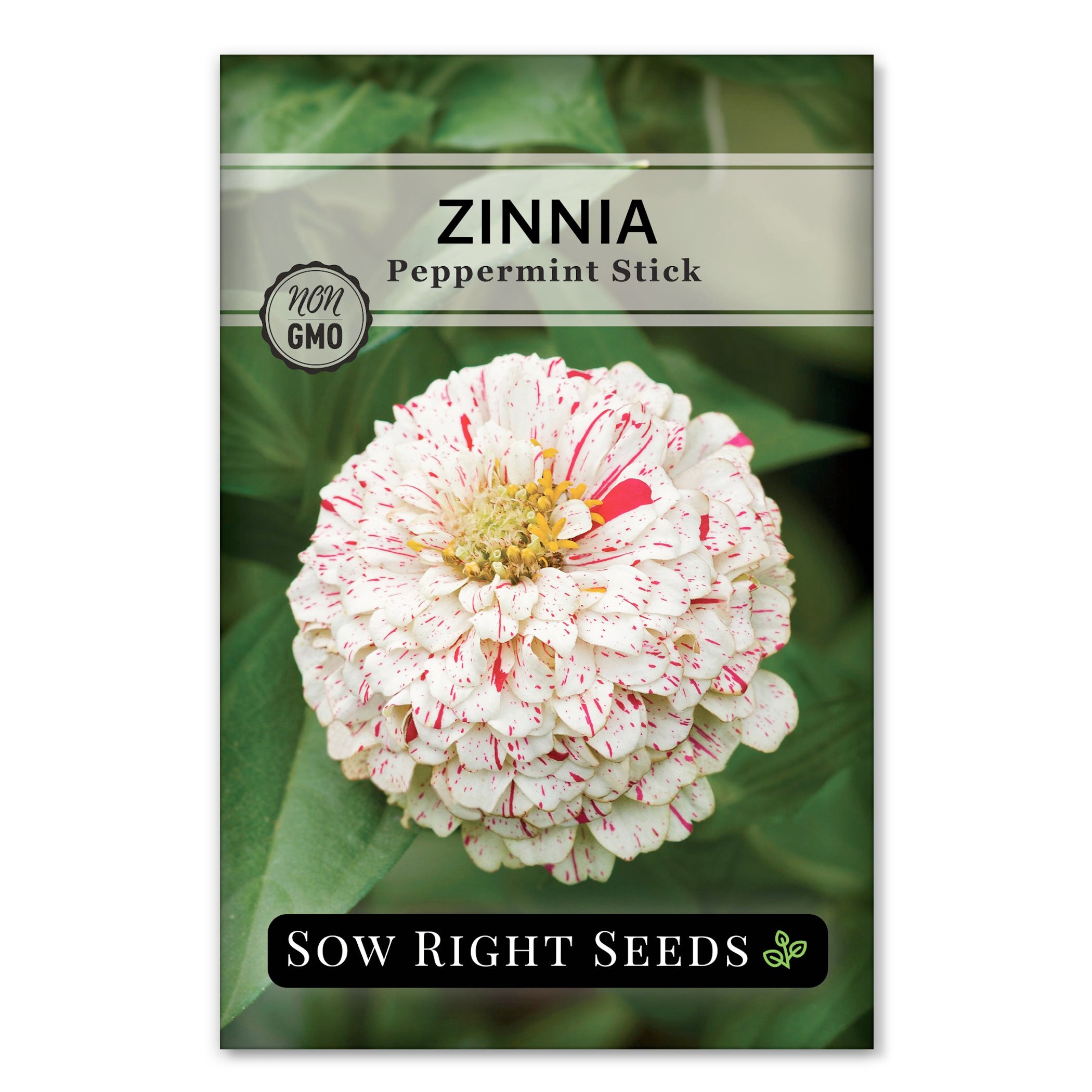 Peppermint Stick Zinnia – Sow Right Seeds