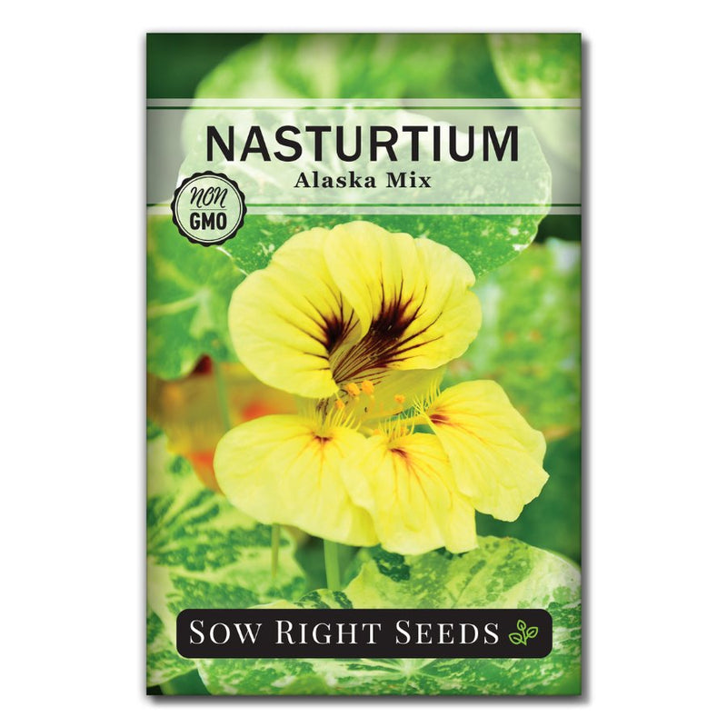 dwarf variegated edible nasturtium seeds for sale