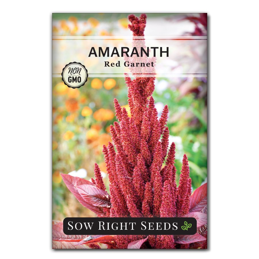 red amaranth seeds for planting Sow Right Seeds - Red Garnet Amaranth Seeds for Planting