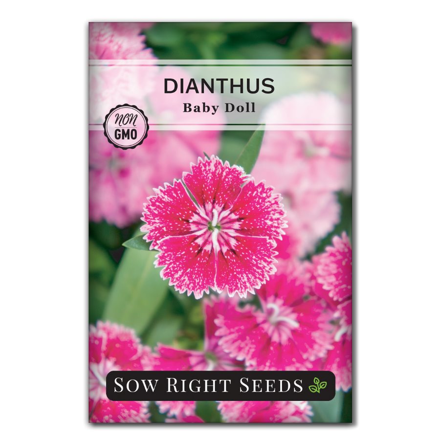 dianthus flower seeds Baby Doll Dianthus Seeds