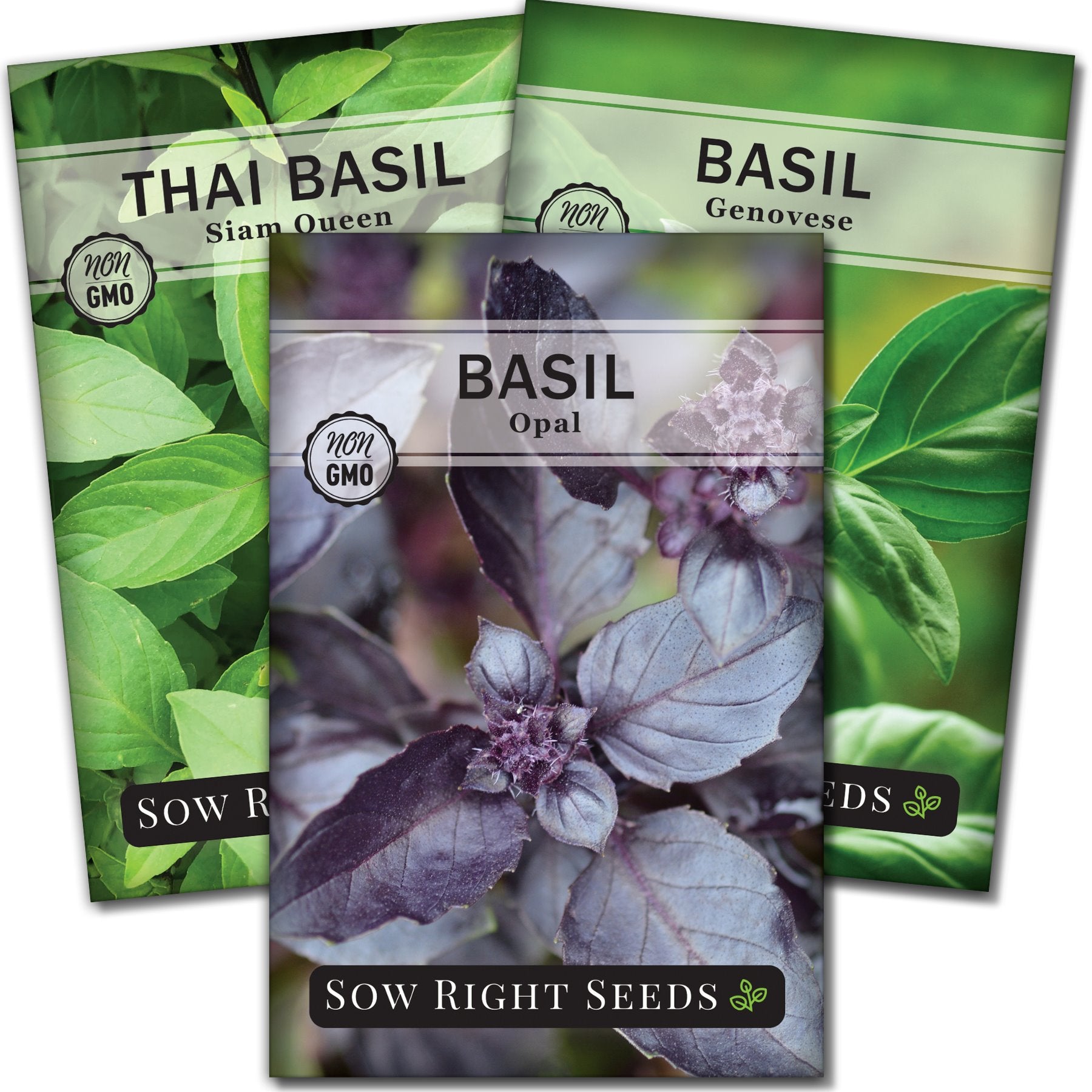 Three Basil Seed Collection for Planting in Your Home Garden Sow Right Seeds