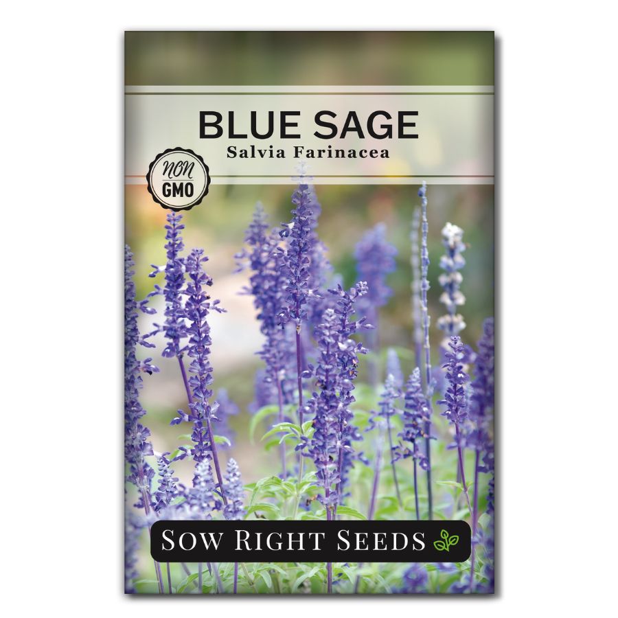 sage plant seeds Sow Right Seeds - Blue Sage Wildflower Seed to Plant - Non-GMO Heirloom Seeds
