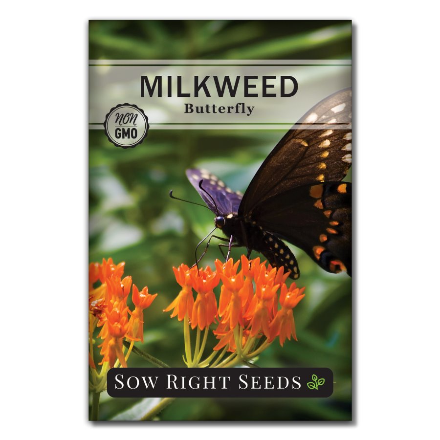 butterfly plant seeds for sale Sow Right Seeds Butterfly Milkweed Seeds; Attract Monarch and Other Butterflies to Your Garden; Non-GMO Heirloom Seeds; Full Instructions for