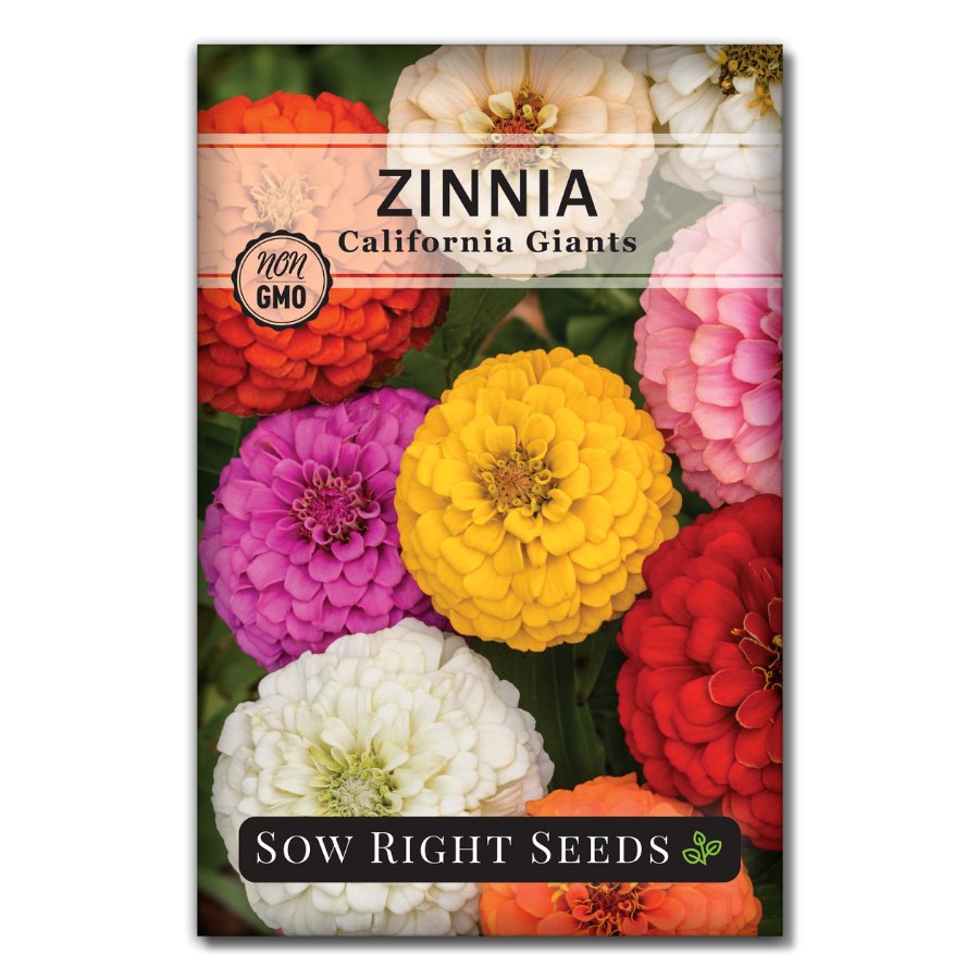 giant zinnia flower seeds Sow Right Seeds California Giant Zinnia Seeds