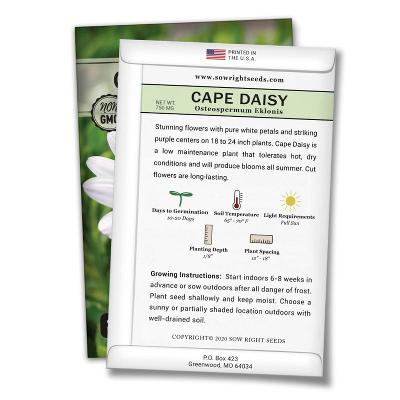 how to grow the best cape daisy plants