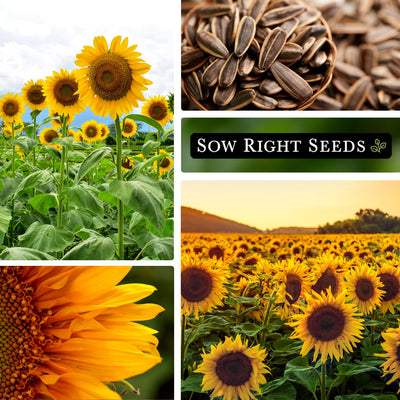 collage of sunflower plants and seeds