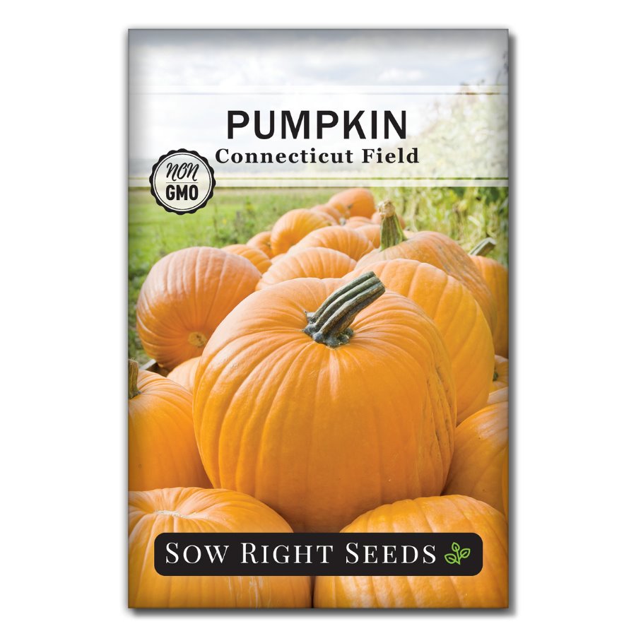 Connecticut Field Pumpkin Seeds to Plant Classic American Pumpkin