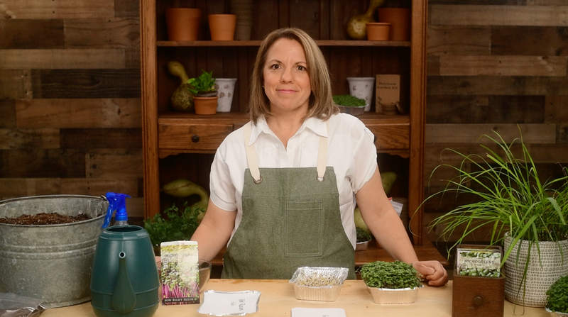 how to grow kale microgreens video be successful growing kale microgreen seeds sow right seeds video media