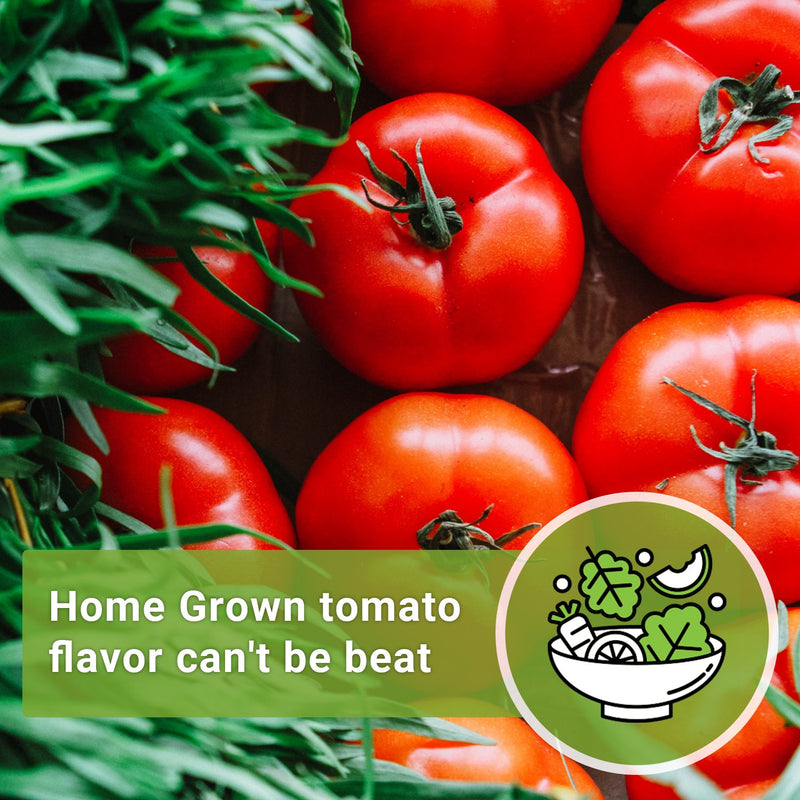 bright red classic tomatoes home grown tomato flavor can&