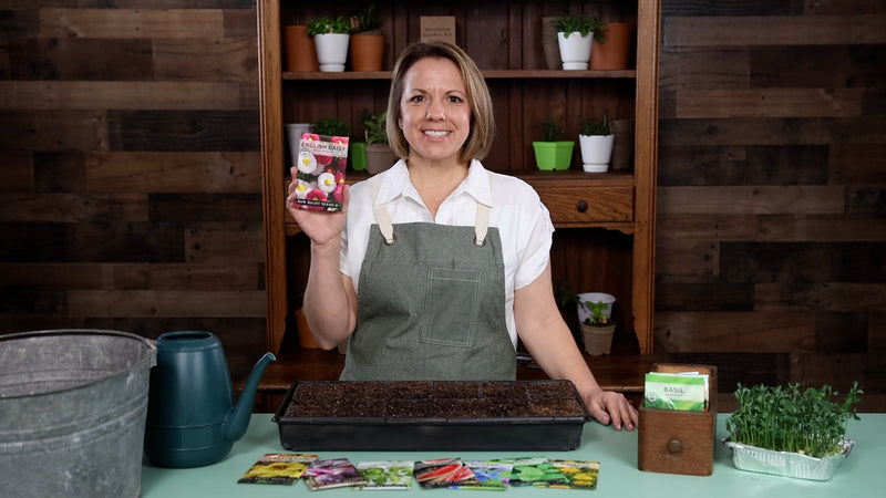 english daisy product video why you should grow daisy seeds sow right seeds video media
