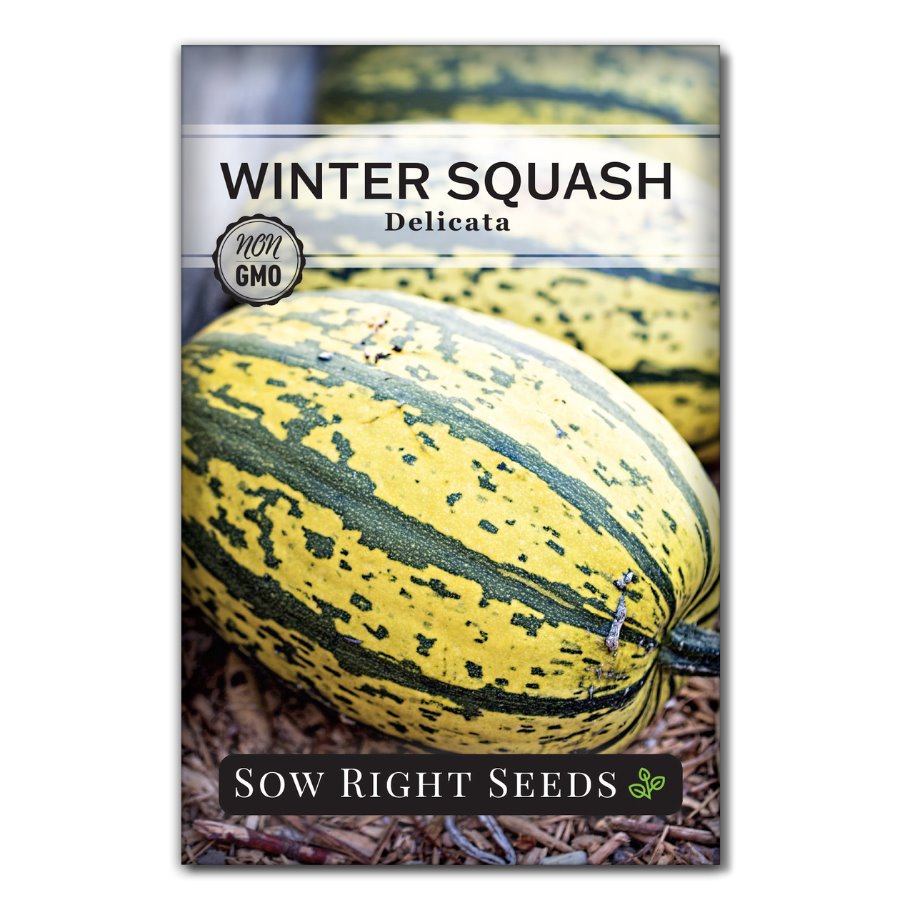 delicata squash seeds for planting Delicata Winter Squash Seeds for Planting