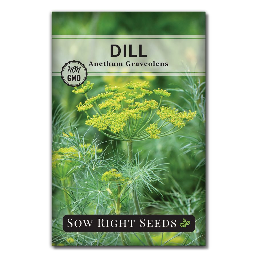 planting dill from seeds Dill Seeds for Planting