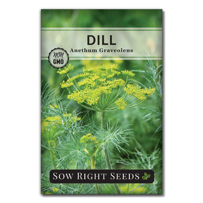 popular culinary bouquet herb dill seeds for sale