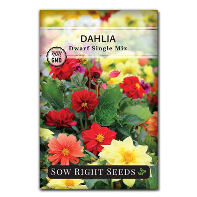 white, yellow, salmon, rose, red, and purple dahlia seeds for sale
