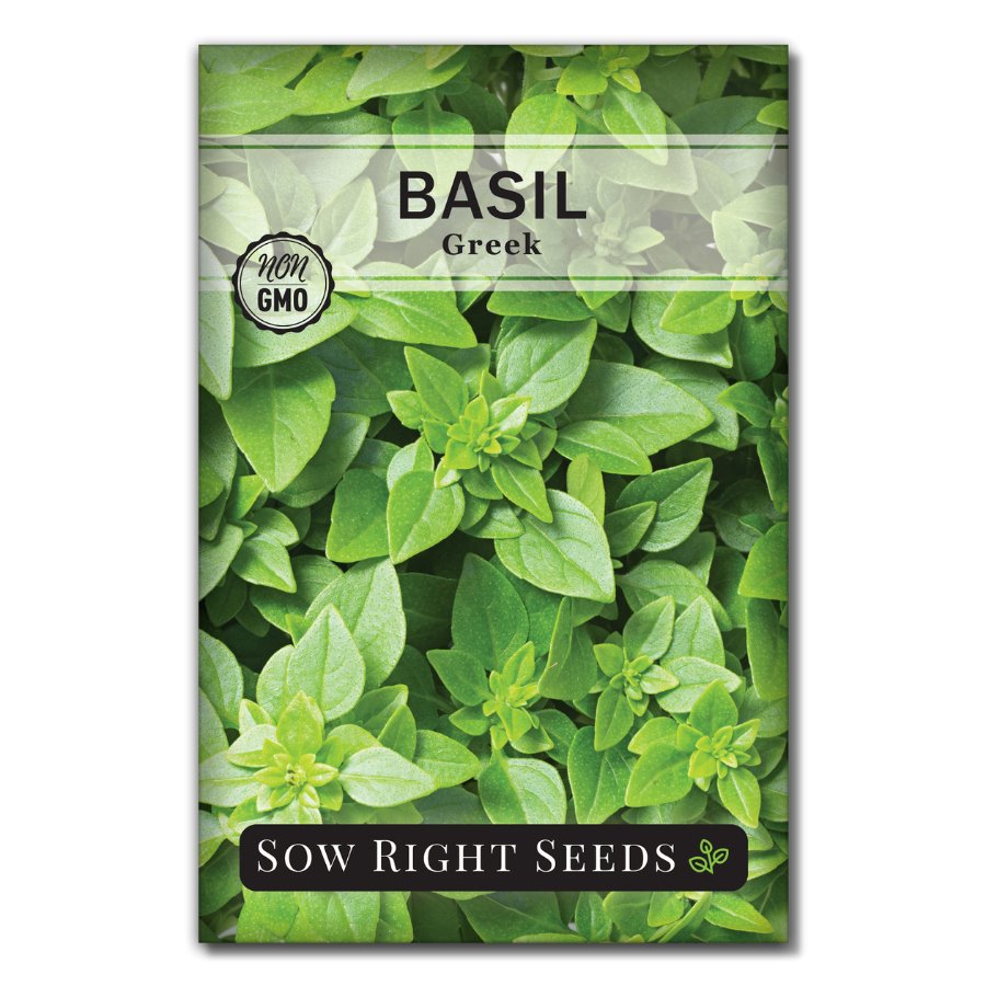 Greek Basil Dwarf Sweet Leaved Basil Seeds for Planting Sow