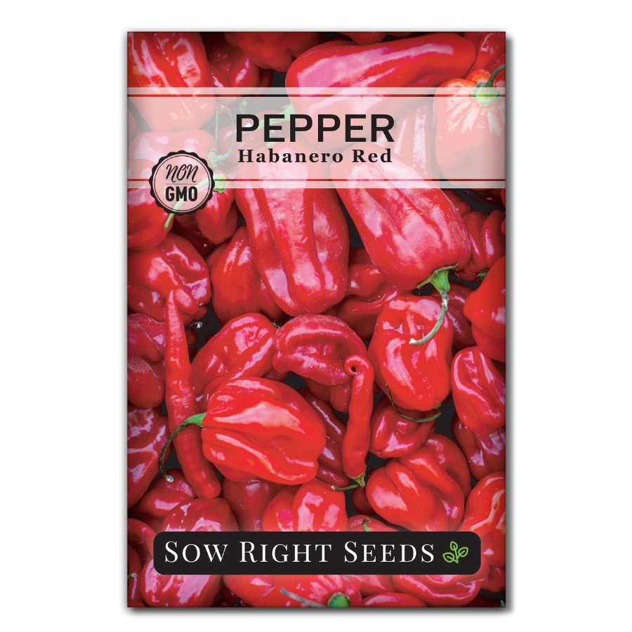 habanero plant seeds Habanero Red Pepper Seeds for Planting