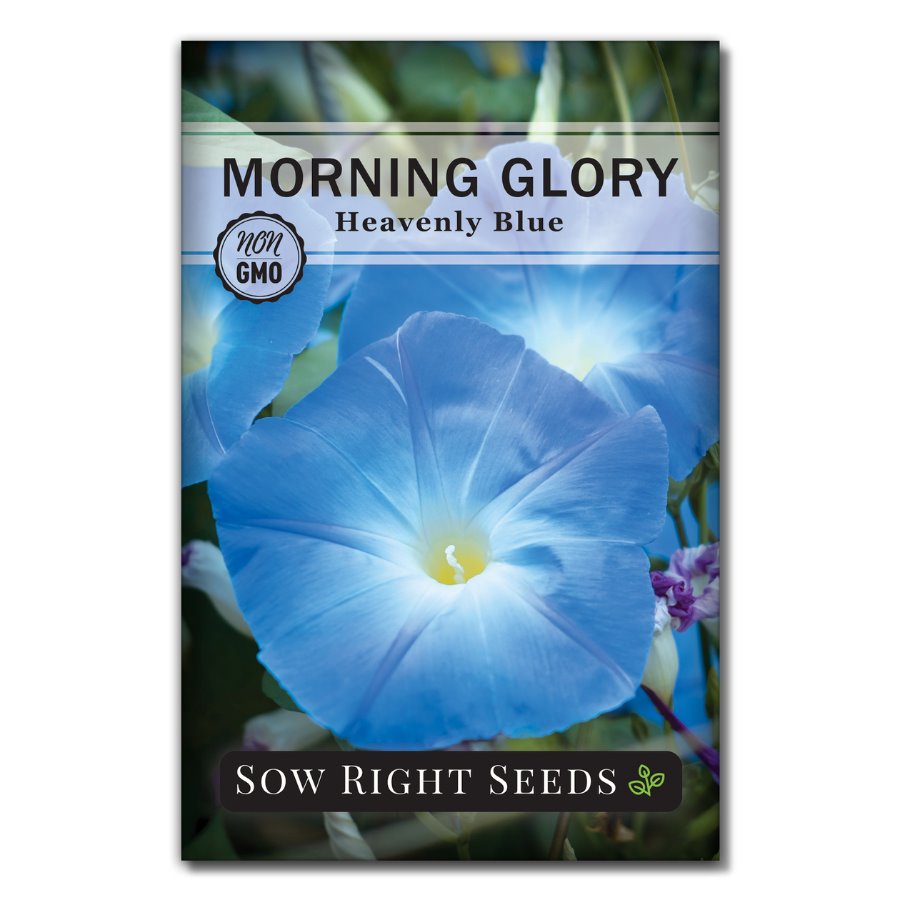 Morning Glory Heavenly Blue Heirloom Seeds Flower Seeds 