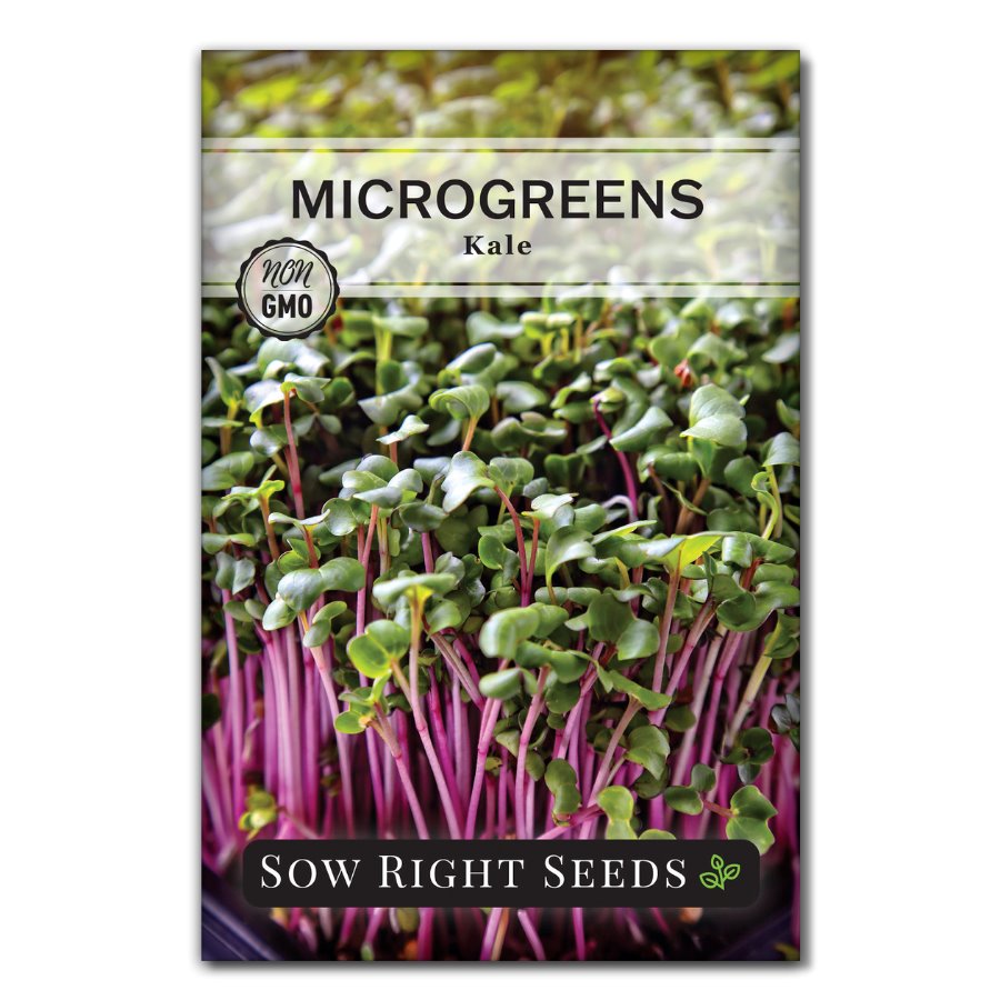Red Kale Microgreen Seeds for Sprouting Easy to Grow Anytime Sow