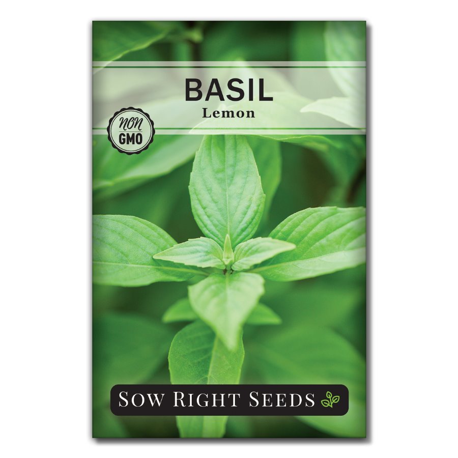 Lemon Basil Grow a Tasty Variety of Herb for Baking or Tea Sow